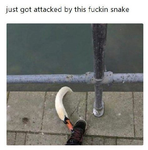 just got attacked this fuckin snake
