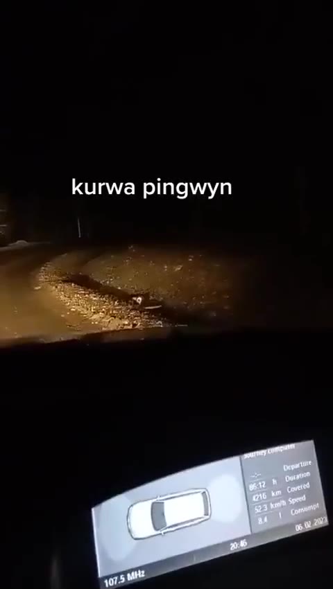 kurwa pingwyn