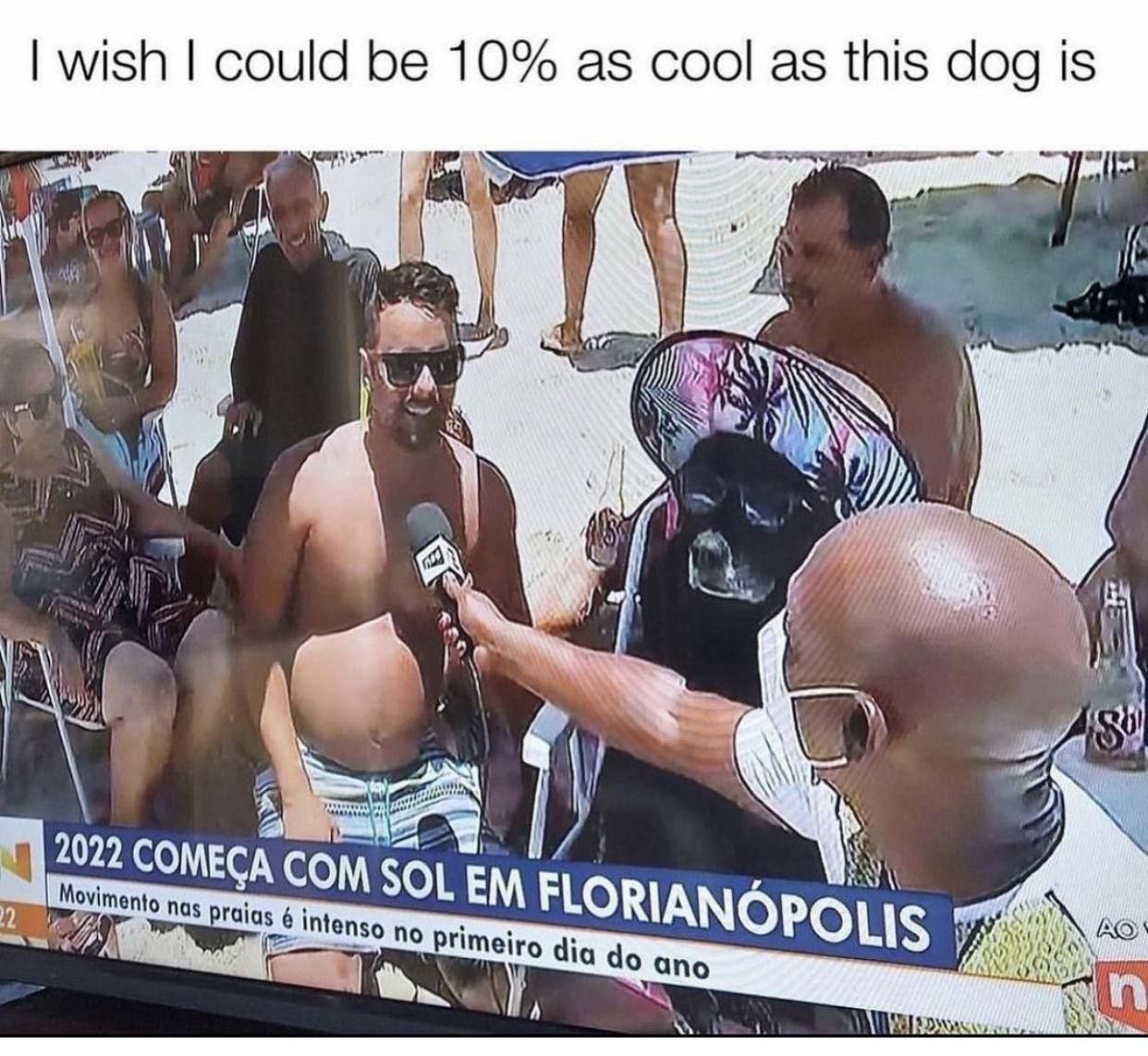 wish could be 10% as cool as this dog is 4 4 A 2022 COME Movimento nas FLORIANOP Tdlds 6 intenso no pri ето dia ano OLIS