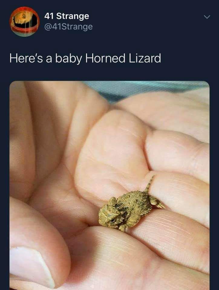 41 Strange Here's a baby Horned Lizard