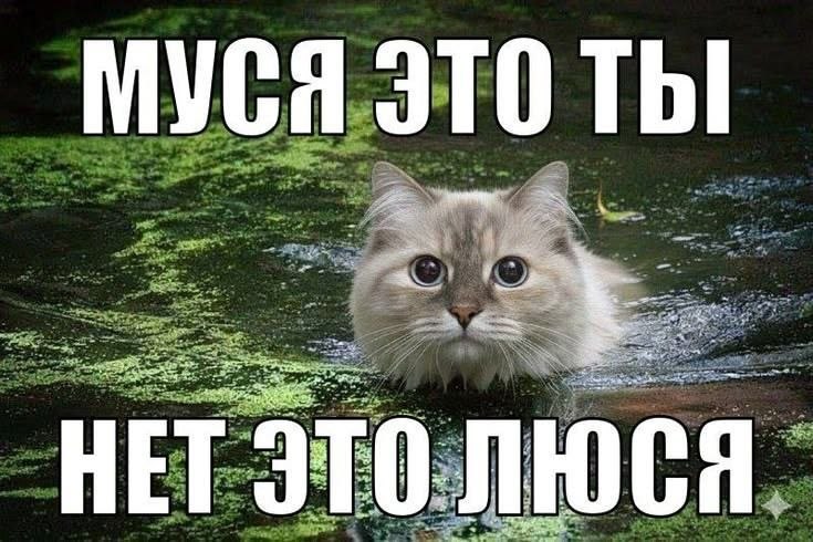 МУСЯ ЭТО Thi HE
