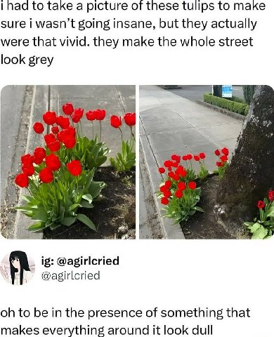 паа to take a picture of these tullps to make sure i wasn’t going insane, but they actually were that vivid. they make the whole street look grey 2 @agirlcried @agirlcried to be the presence of someth