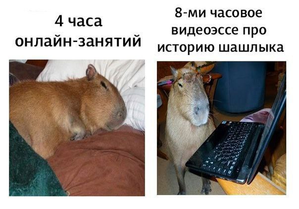 часовое 4 часа видеоэссе про онлаин-занятии историю шашлыка