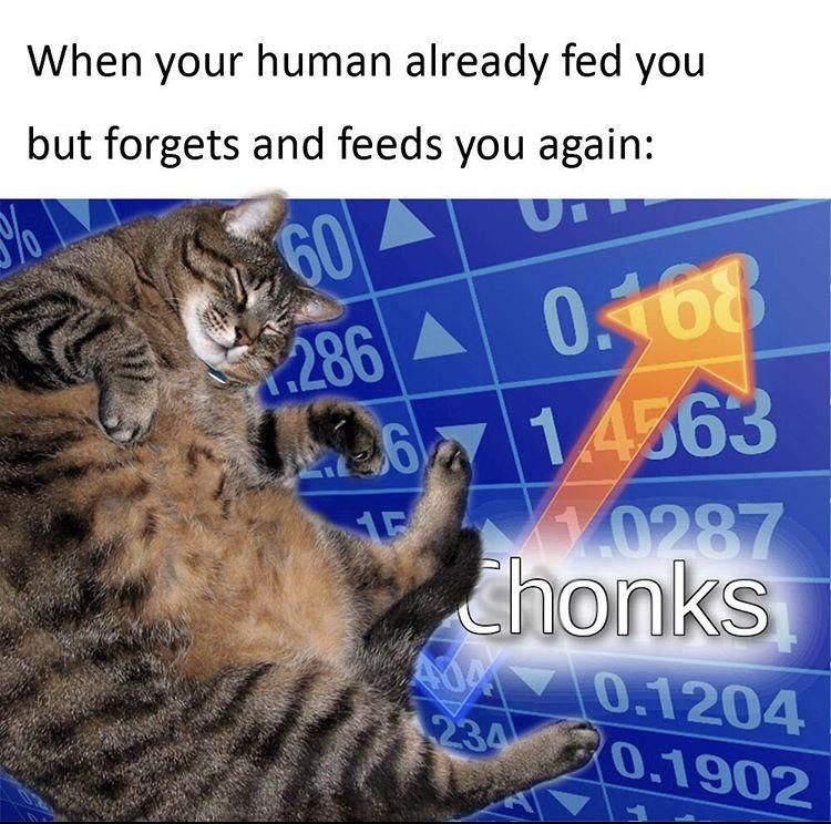 When your human already fed you but forgets and feeds you again:
