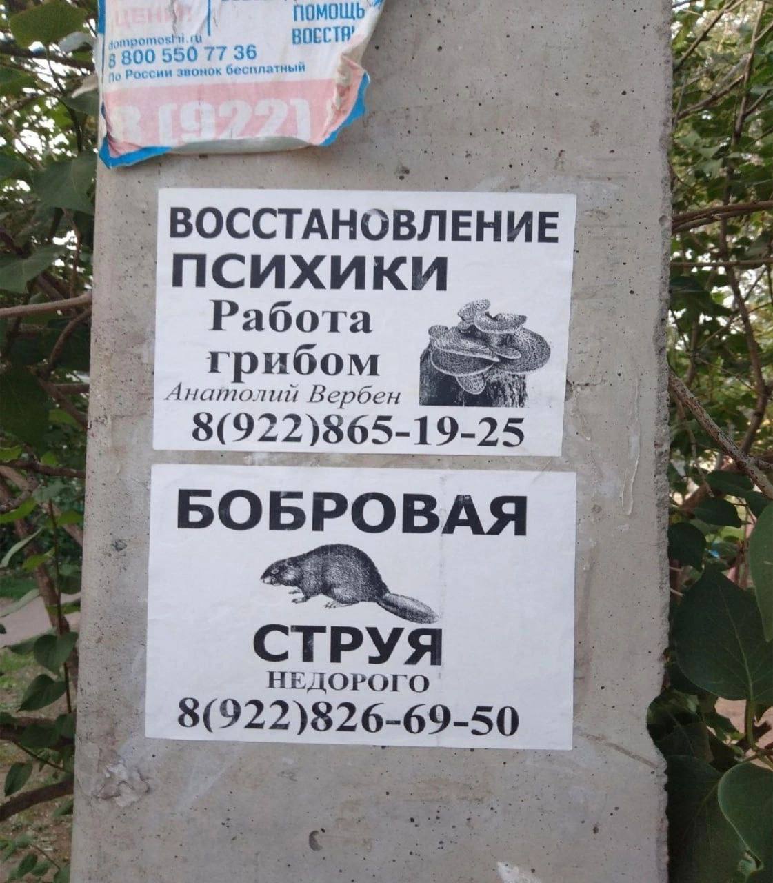 ВОССТАНОВЛЕНИЕ ПСИХИКИ Работа грибом {натолий Вербен 8(922)865- 25 a? БОБРОВАЯ СТРУЯ НЕДОРОГО 8(922)826-69-50