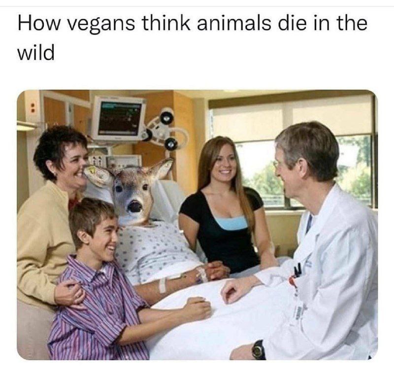 How vegans think animals die in the wild В с
