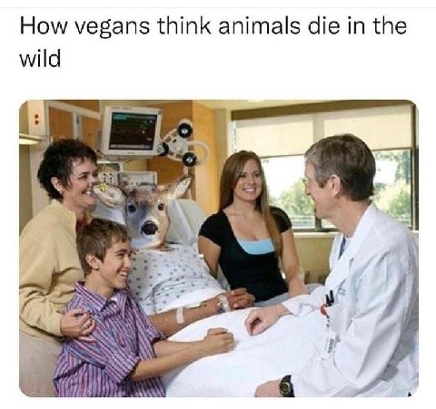 How vegans think animals die in the wild В с