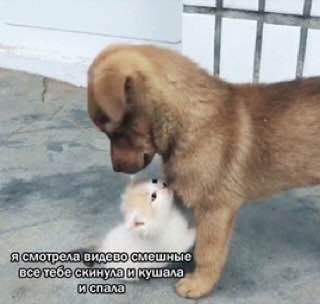 в. я[смотрела видево С} мешные ину спа. и‘