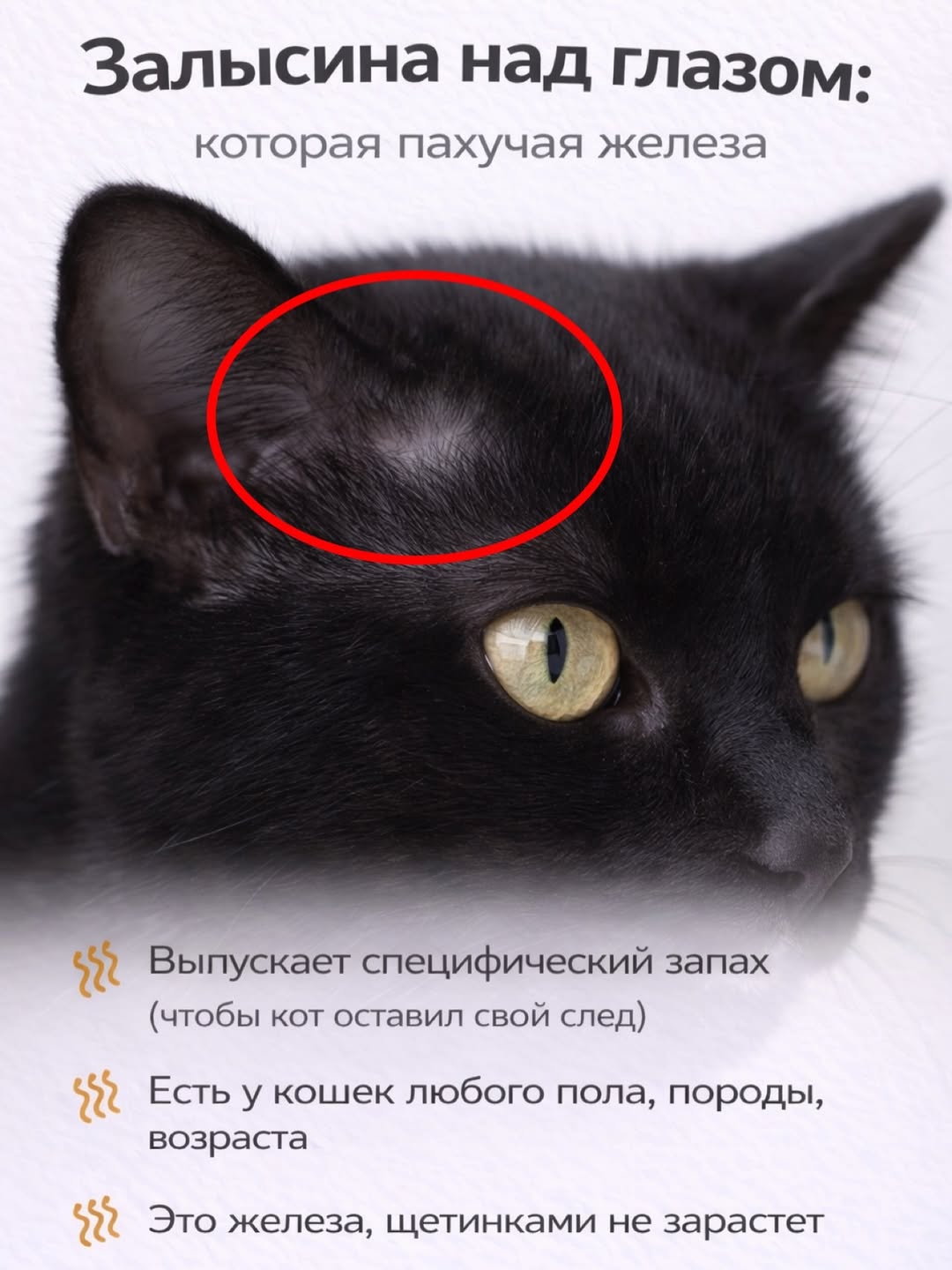 Залысина над глазом: которая пахучая железа Выпускает специфический запах (чтобы кот оставил свой след) Есть у кошек любого пола, породы, возраста Это железа, щетинками не зарастет