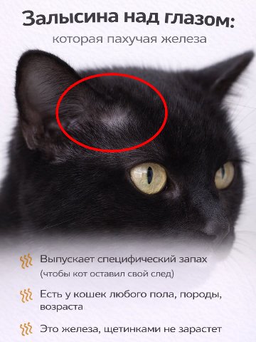 Залысина над глазом: которая пахучая железа Выпускает специфический запах (чтобы кот оставил свой след) Есть у кошек любого пола, породы, возраста Это железа, щетинками не зарастет