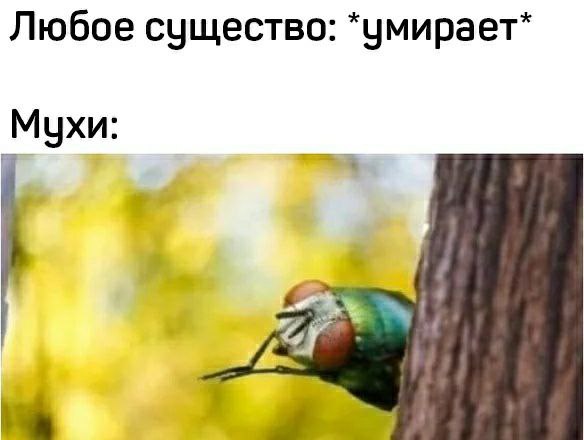 Любое существо: *умирает* Мухи