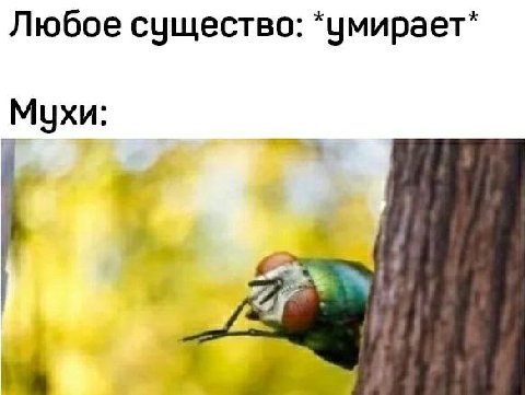 Любое существо: *умирает* Мухи