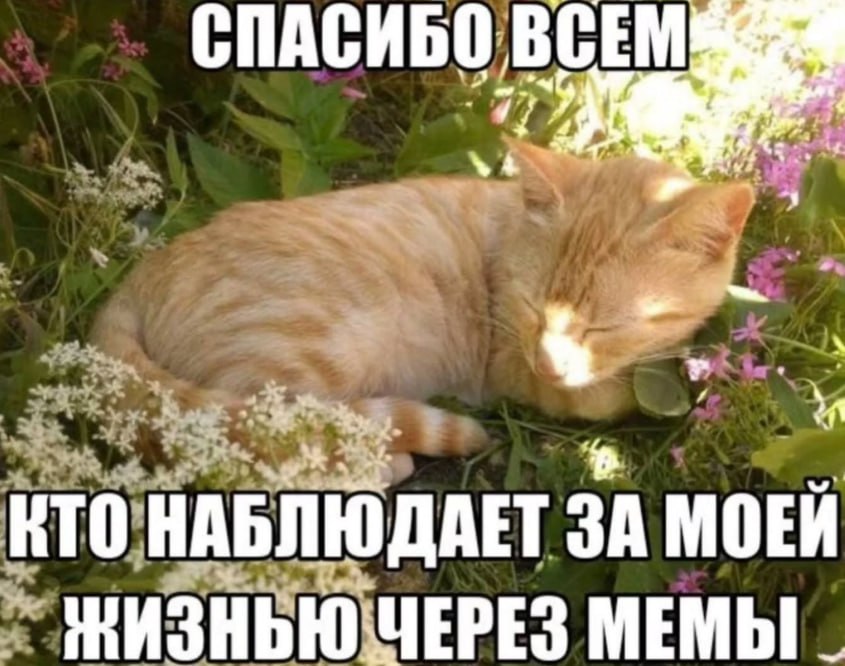 СПАСИБО КТО НАБЛЮДАЕТ ЗА МОЕЙ МЕМЫ