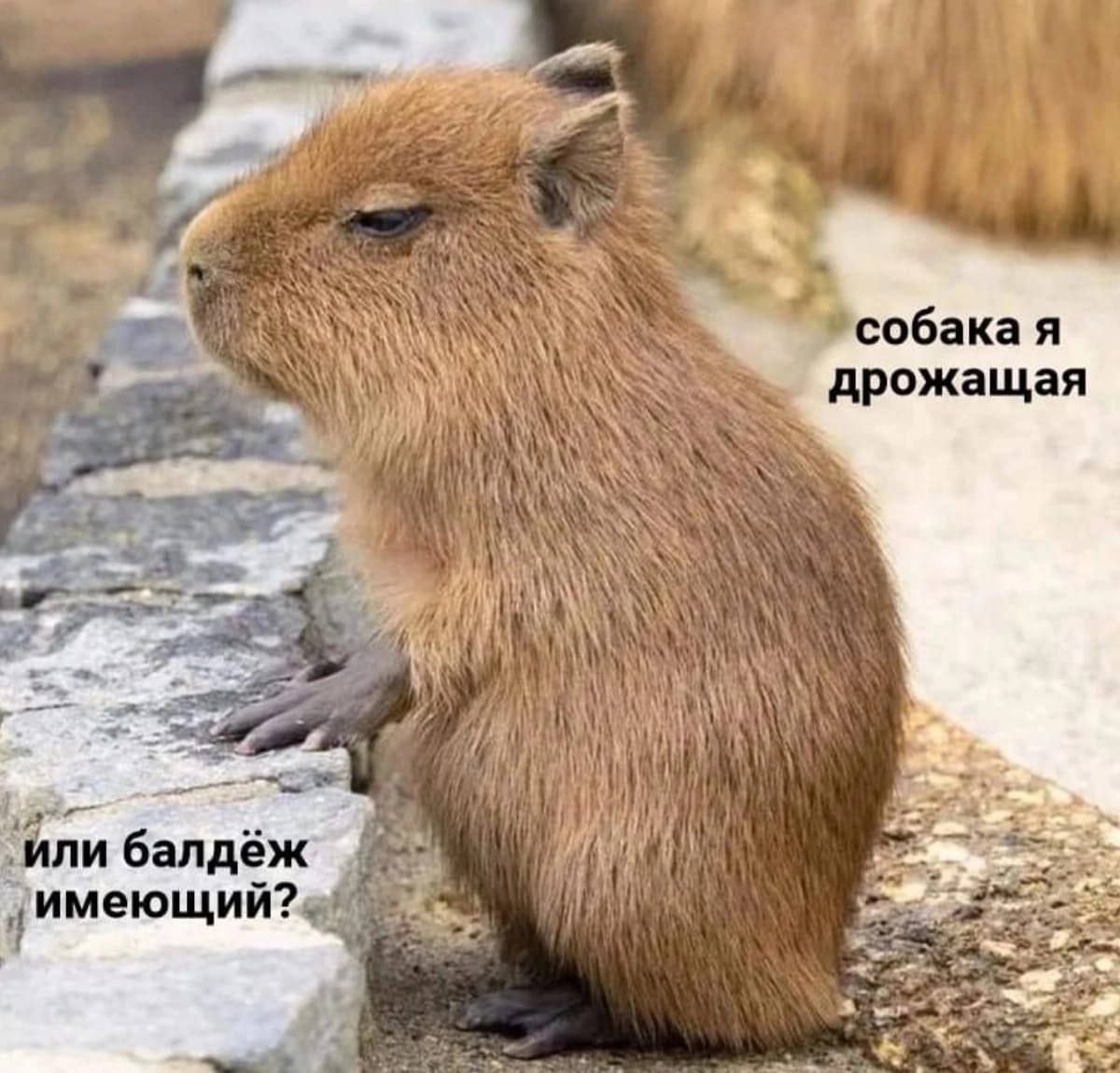 я дрожащая AN 7} ли балдёж i имеющии