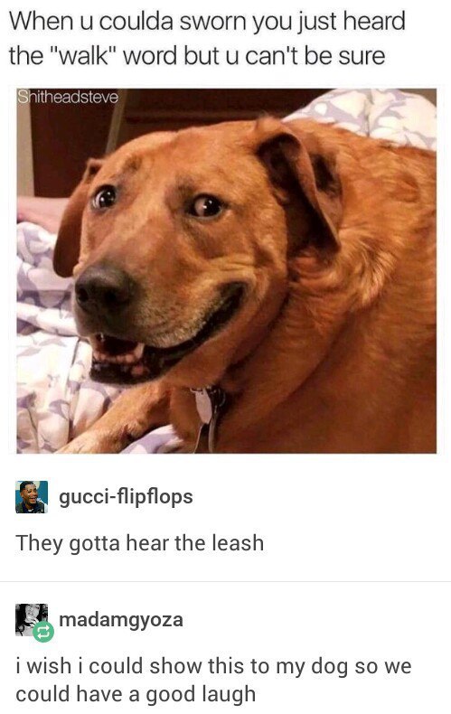 When и coulda sworn you just heard the "walk" word but can't be sure Shitheadsteve Я gucci-flipflops They gotta hear the leash madamgyoza i wish i could show this to my dog so we could have a good lau