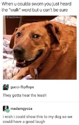 When и coulda sworn you just heard the "walk" word but can't be sure Shitheadsteve Я gucci-flipflops They gotta hear the leash madamgyoza i wish i could show this to my dog so we could have a good lau