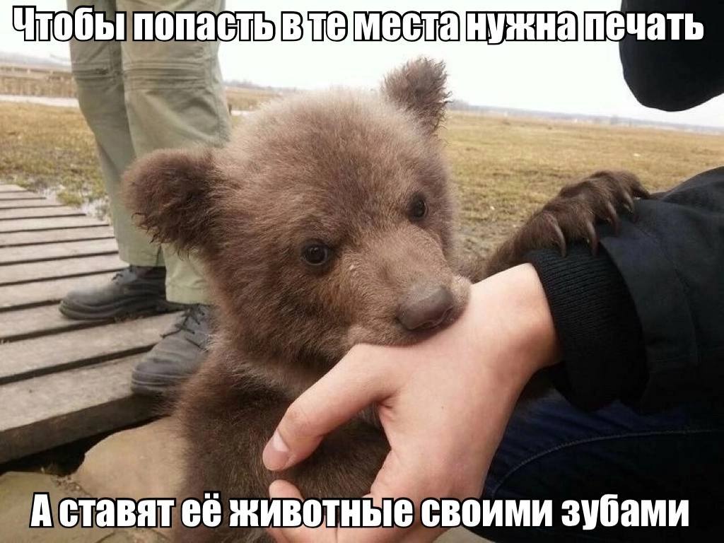 попасть печать A ставят её животные своими зубами