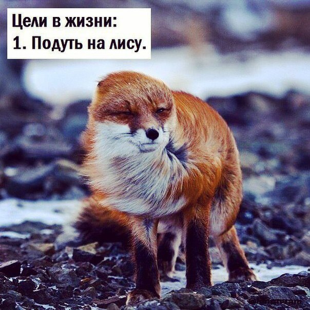 Цели в жизни: 1. Подуть на лису.