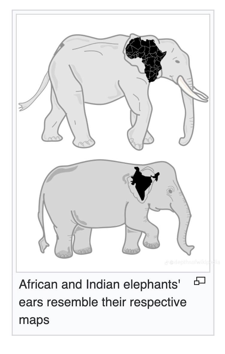 African and Indian еерпат$' ears resemble their respective maps