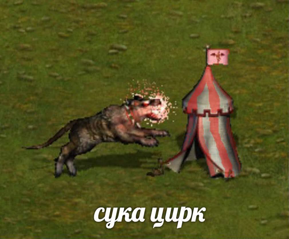 сука цирк