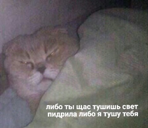 либо ты щас тушишь свет пидрила либо я тушу тебя