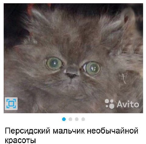 Catsvillcountry анонсировали Леху 2