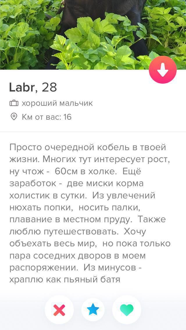 “4 4 Labr, 28 хороший мальчик от вас: 16 Просто очередной кобель в твоей жизни. Многих тут интересует рост, ну чтож в холке. Ещё заработок две миски корма холистик в сутки. Из увлечений нюхать попки, 