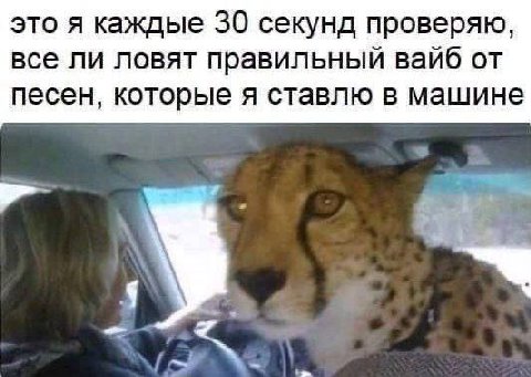 это я каждые 30 секунд проверяю, все ли ловят правильный вайб от песен, которые я ставлю в машине