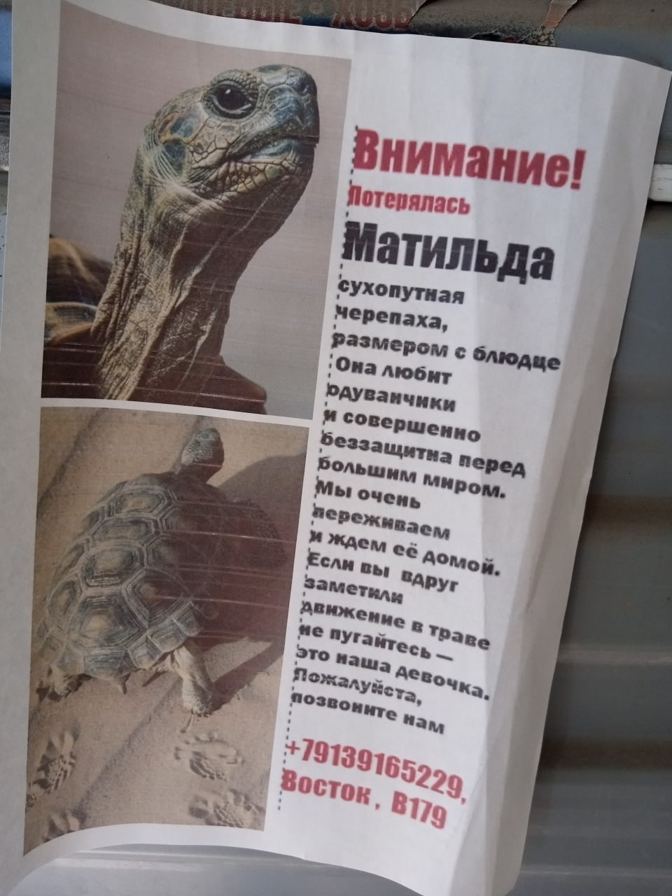 Внимание! 3 Матильда cyxonytuag if Мерепаха, 'Она любит ЮАУванчики и a беззащитна перед Большим 7 Мы очень ждем её Аомой, Если вы Заметили Втр не Это нашу дев A