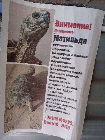 Внимание! 3 Матильда cyxonytuag if Мерепаха, 'Она любит ЮАУванчики и a беззащитна перед Большим 7 Мы очень ждем её Аомой, Если вы Заметили Втр не Это нашу дев A