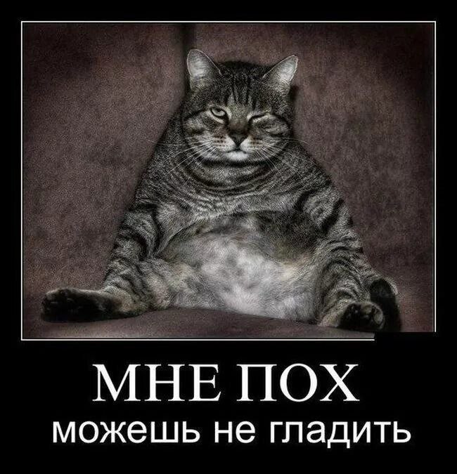 МНЕ ПОХ можешь не гладить