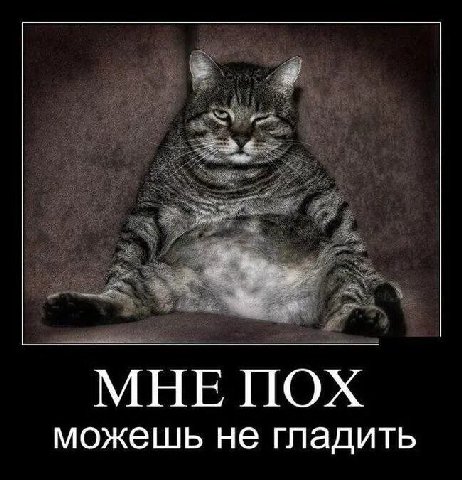 МНЕ ПОХ можешь не гладить