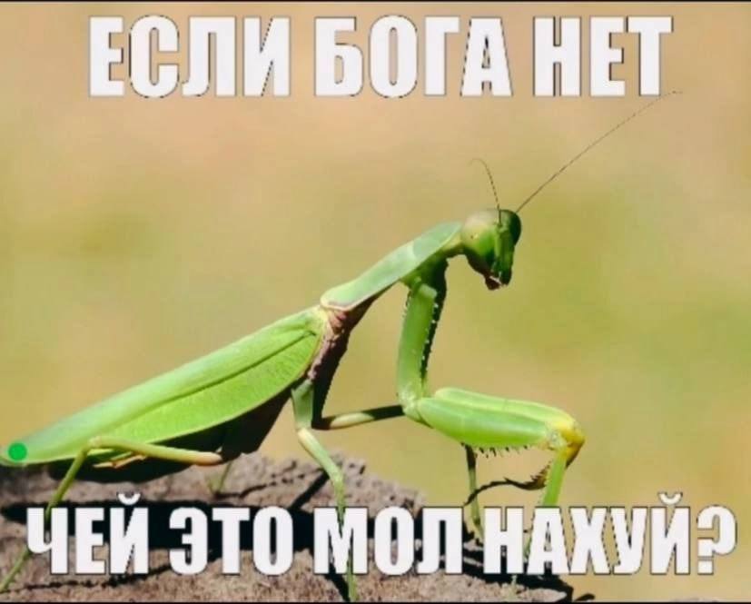 ЕСЛИ БОГА НЕТ ЧЕЙ ЭТО МОЛ