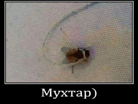 Мухтар)