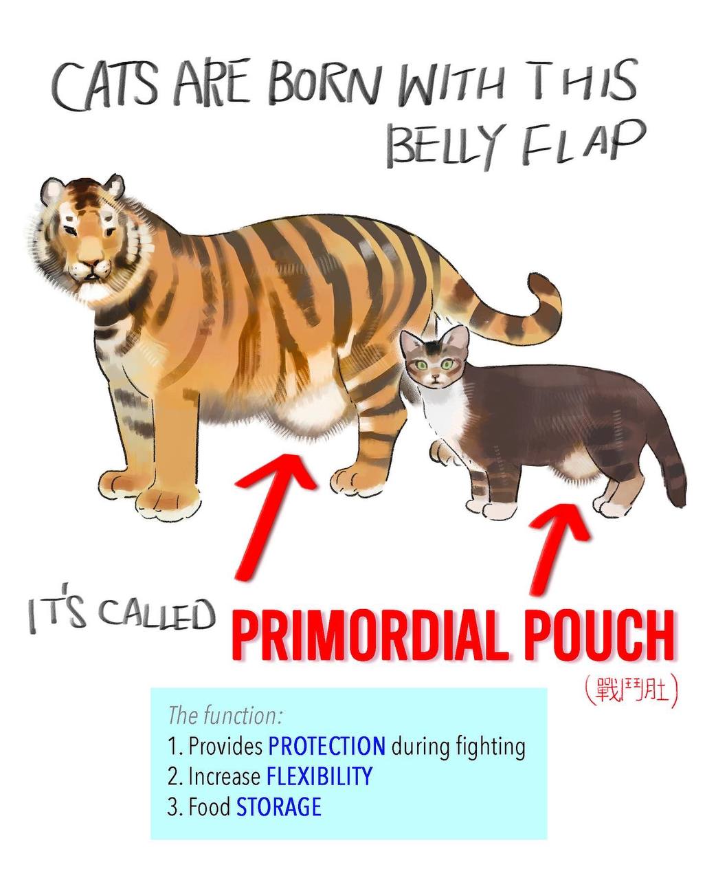 CATS ARE Вокм WITH BELLY FLAP 7 PRIMORDIAL POUCH The function: 1. Provides PROTECTION during fighting 2. Increase FLEXIBILITY 3. Food STORAGE