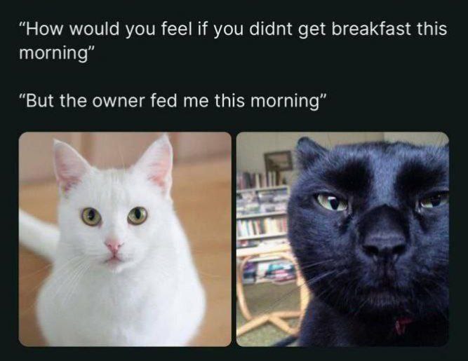 ‘How would you feel if you didnt get breakfast this ‘But the owner fed me this morning” 6