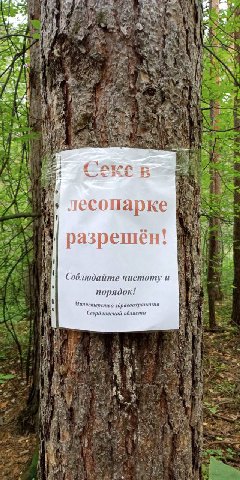 Сокс лесопарке разрешён! “if Соблюдайте чистоту и порядок! Министерство здравоохранения Свердловской области