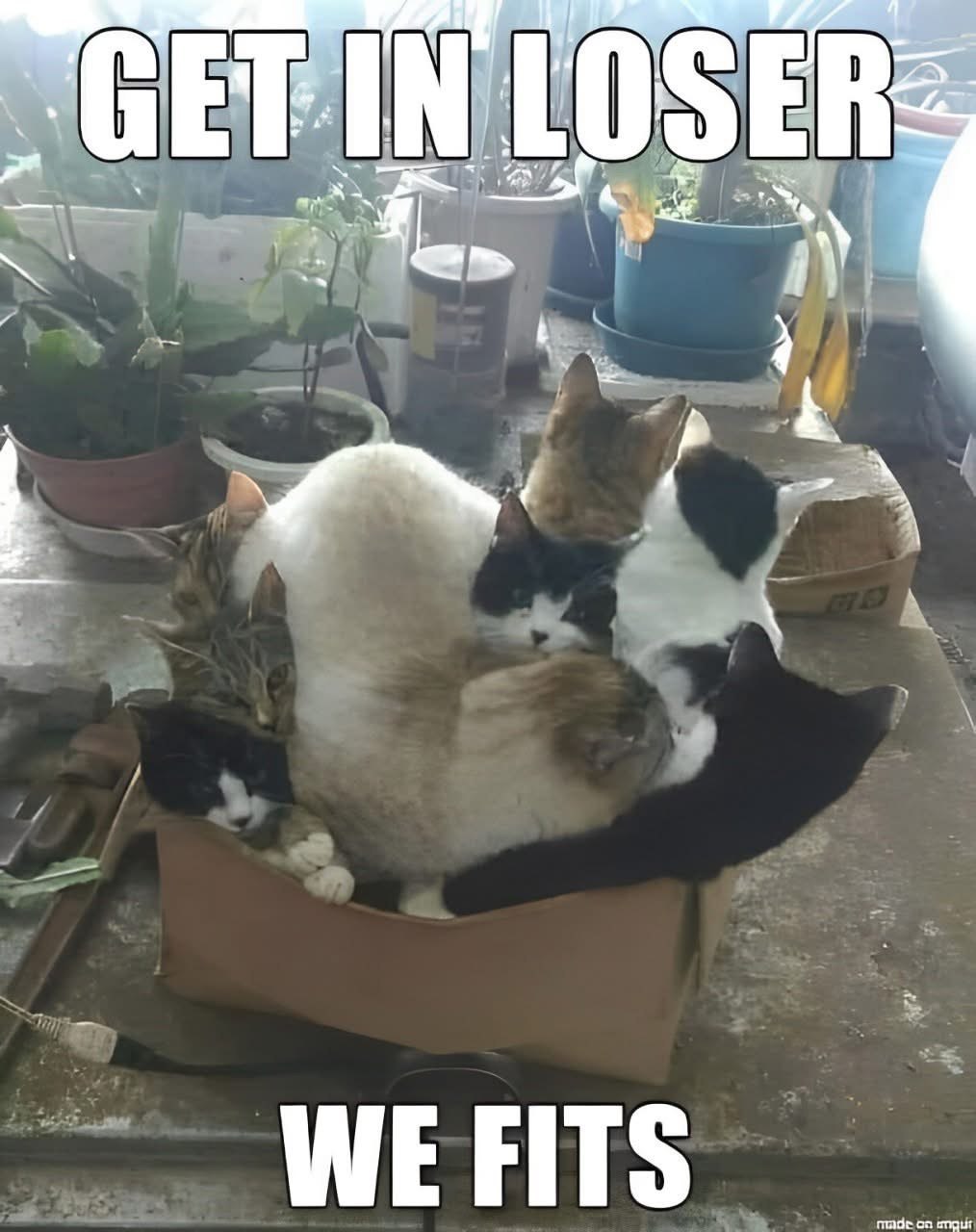 WE FITS