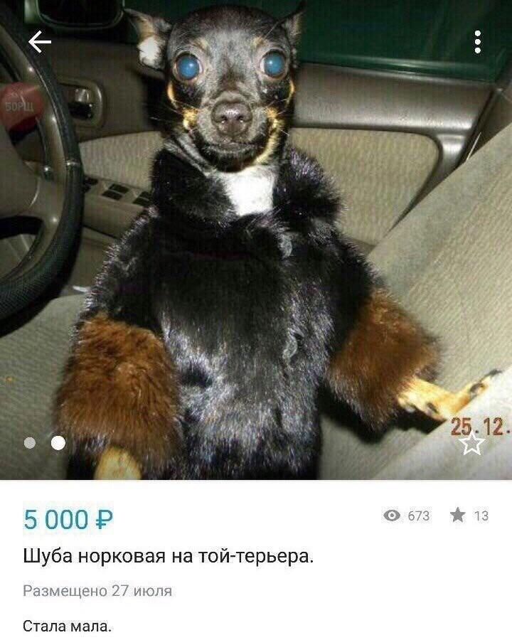 aks Ying a #5 я 25.12 о 5 000 Шуба норковая на той-терьера. Размещено 27 июля Стала мала.