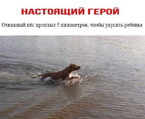 НАСТОЯЩИЙ ГЕРОЙ Отважный пёс проплыл 5 километров, чтобы укусить ребёнка