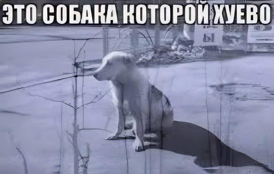 ЭТО СОБАКА КОТОРОН ХУЕВО
