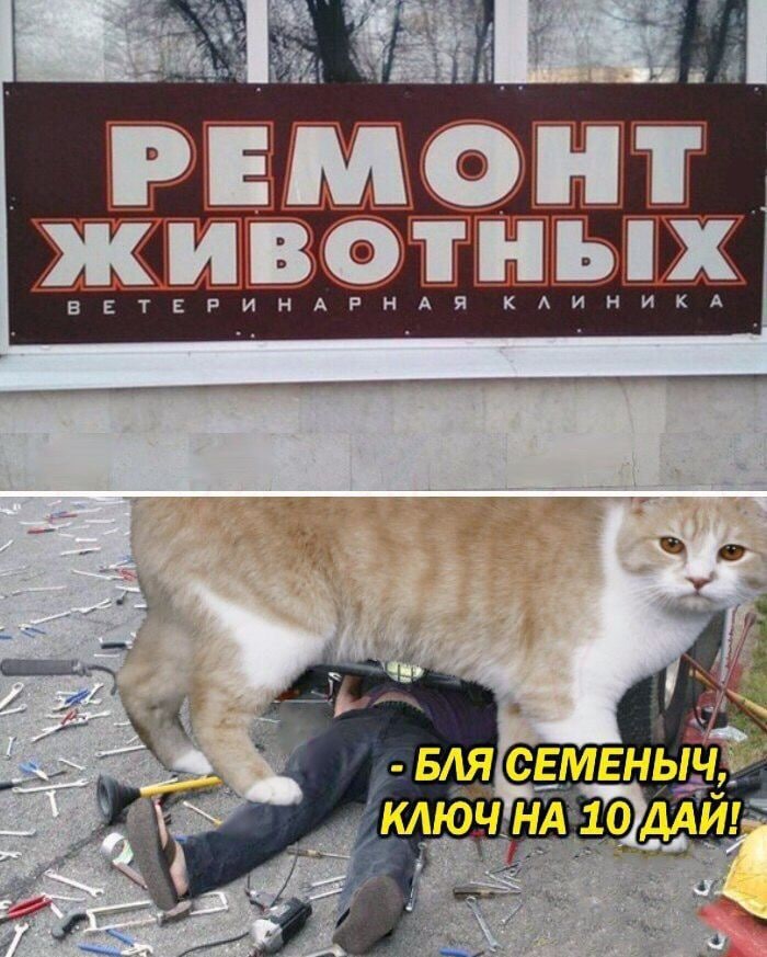 MOHT и BOTHbIX ВЕТЕРИНАРНАЯ КЛИНИКА КЛЮЧ!