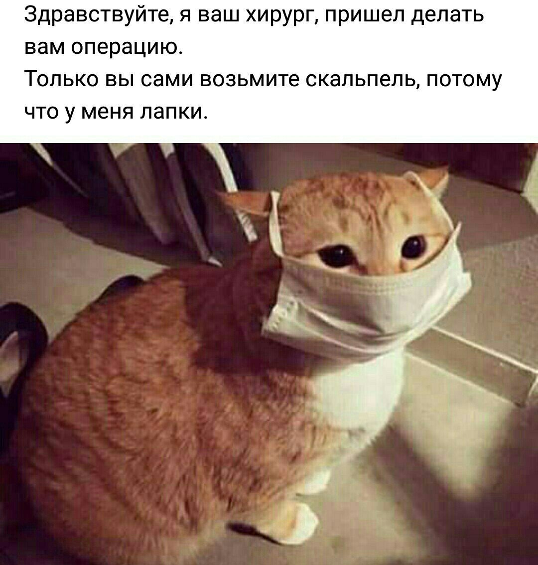 Здравствуйте, я ваш хирург, пришел делать вам операцию. Только вы сами возьмите скальпель, потому что у меня лапки. ‘i
