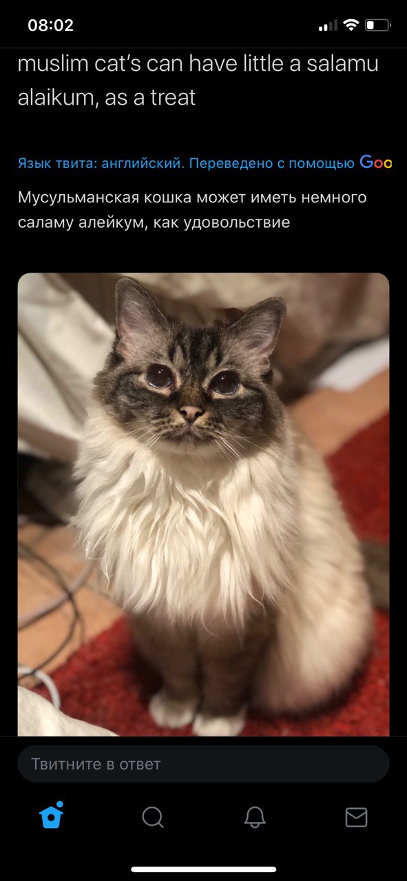 08:02 of muslim cat's can have little а salamu alaikum, as a treat Язык твита: английский. Переведено с помощью Goo Мусульманская кошка может иметь немного саламу алейкум, как удовольствие Твитните в 