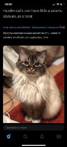 08:02 of muslim cat's can have little а salamu alaikum, as a treat Язык твита: английский. Переведено с помощью Goo Мусульманская кошка может иметь немного саламу алейкум, как удовольствие Твитните в 
