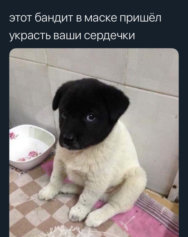 этот бандит в маске пришёл украсть ваши сердечки