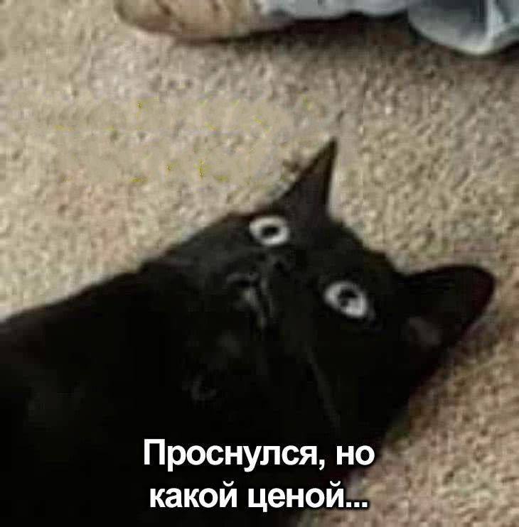 у Проснулся, какой ценой ценои...