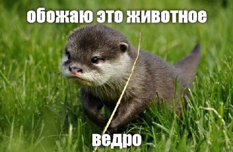 обожаю это животное ведро