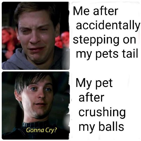 Me after accidentally stepping on my pets tail My pet after crushing Gonna Cry? my balls
