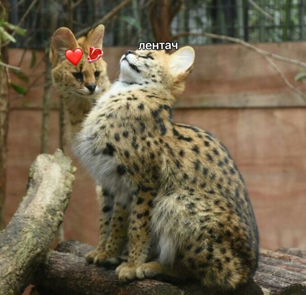 лентач